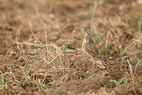 Feldlerche (Alauda arvensis)