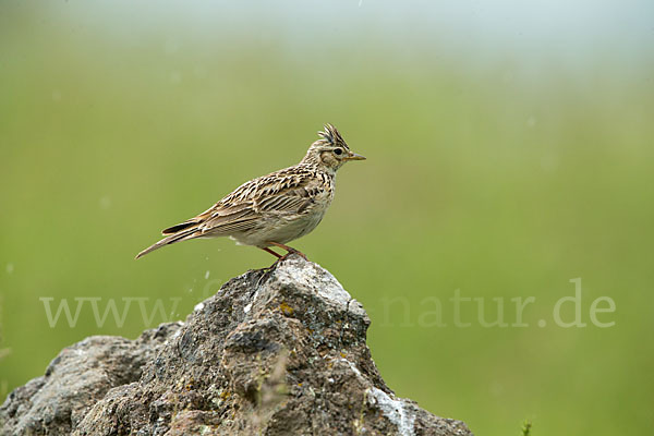 Feldlerche (Alauda arvensis)