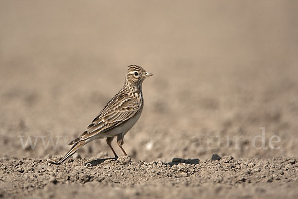 Feldlerche (Alauda arvensis)