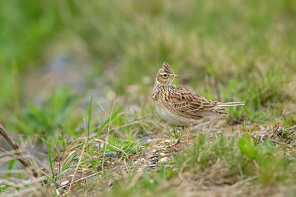 Feldlerche (Alauda arvensis)