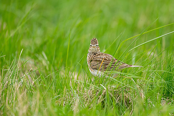 Feldlerche (Alauda arvensis)