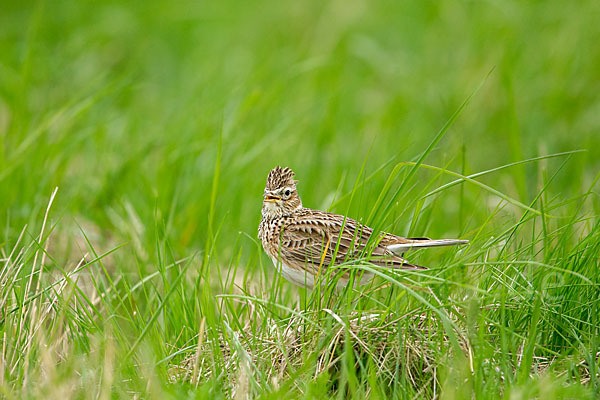 Feldlerche (Alauda arvensis)