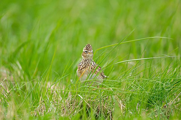 Feldlerche (Alauda arvensis)