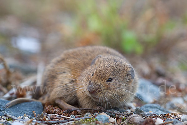 Feldmaus (Microtus arvalis)