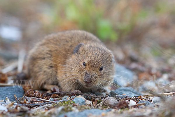 Feldmaus (Microtus arvalis)