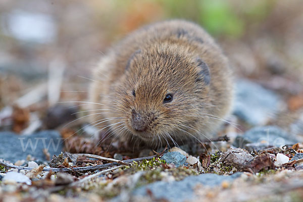 Feldmaus (Microtus arvalis)