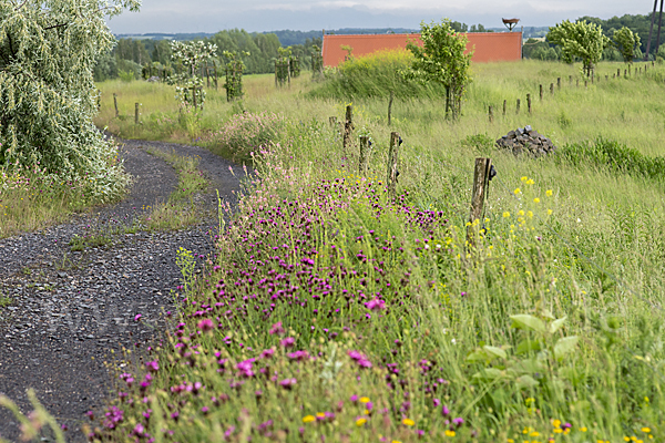 Feldweg (path)