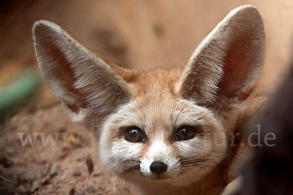 Fennek (Vulpes zerda)