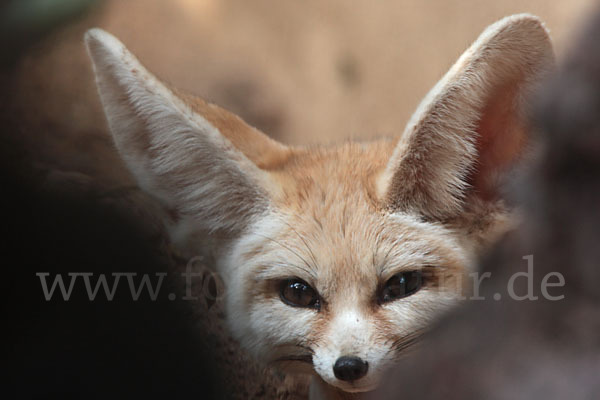 Fennek (Vulpes zerda)