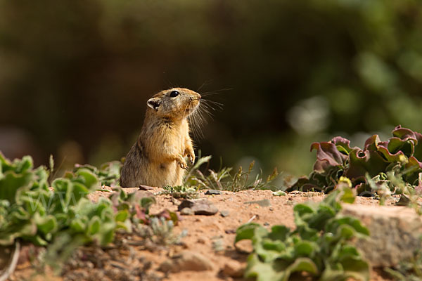 Fette Sandratte (Psammomys obesus)