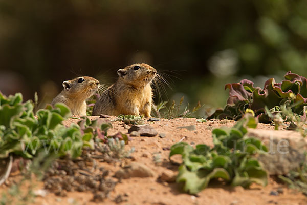 Fette Sandratte (Psammomys obesus)