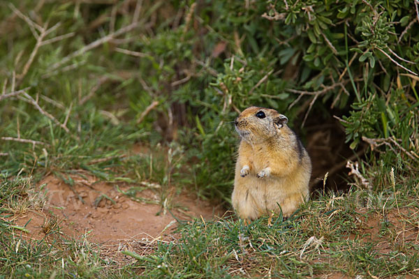 Fette Sandratte (Psammomys obesus)