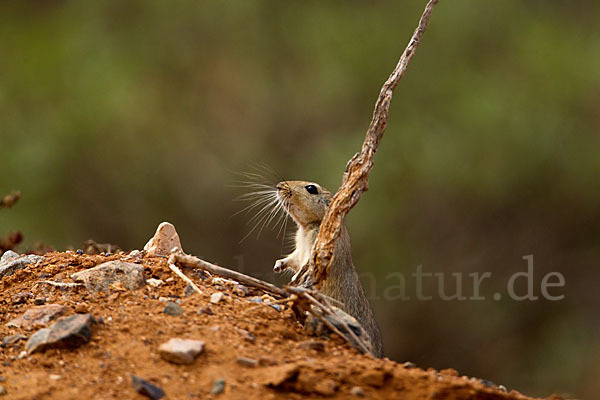 Fette Sandratte (Psammomys obesus)