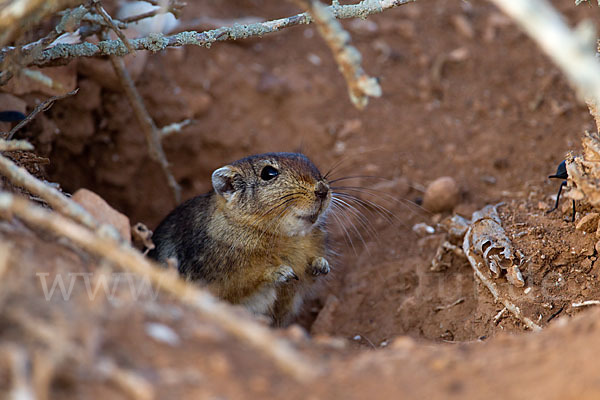 Fette Sandratte (Psammomys obesus)