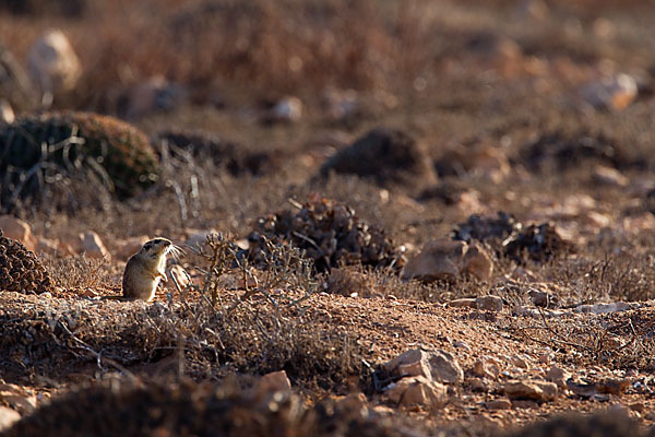 Fette Sandratte (Psammomys obesus)