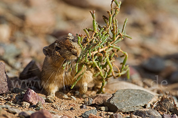 Fette Sandratte (Psammomys obesus)