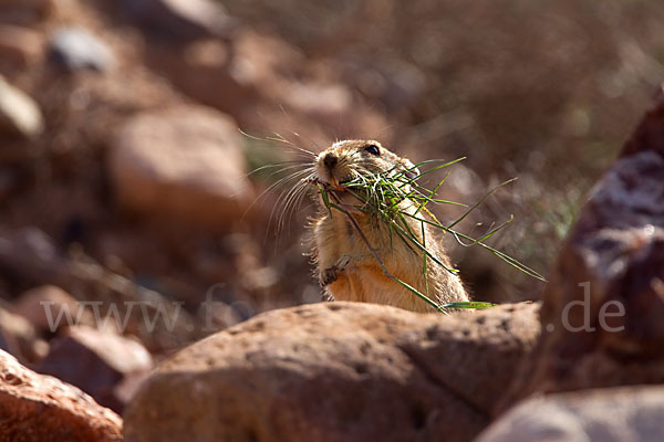 Fette Sandratte (Psammomys obesus)