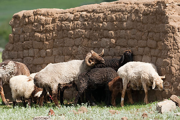 Fettschwanzschaf (Ovis aries steatopyga)