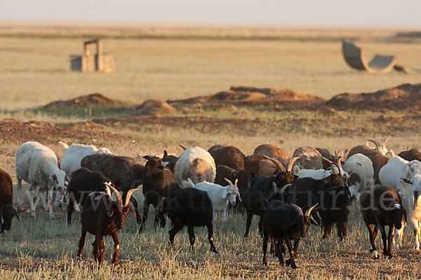 Fettschwanzschaf (Ovis aries steatopyga)