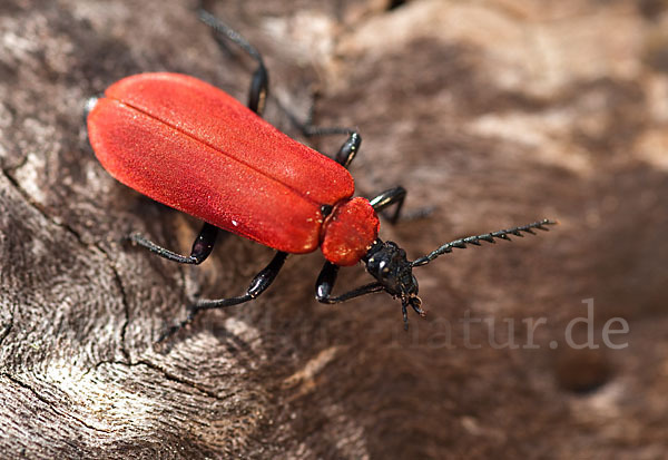 Feuerkäfer (Pyrochroa coccinea)