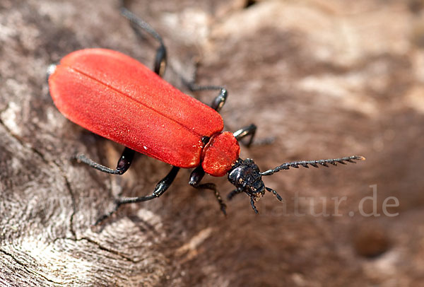 Feuerkäfer (Pyrochroa coccinea)