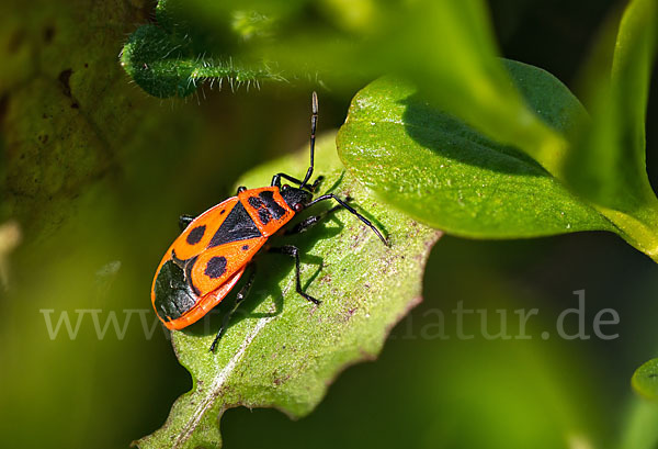 Feuerwanze (Pyrrhocoris apterus)