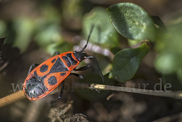 Feuerwanze (Pyrrhocoris apterus)