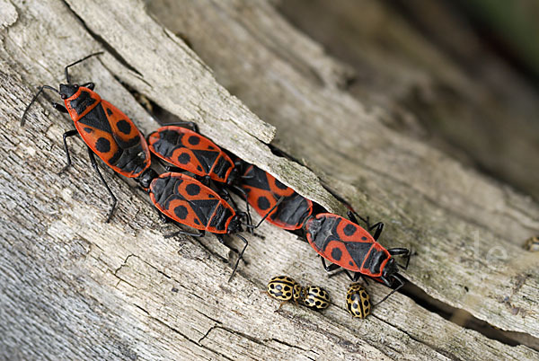 Feuerwanze (Pyrrhocoris apterus)