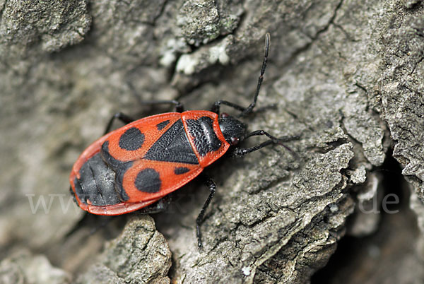 Feuerwanze (Pyrrhocoris apterus)