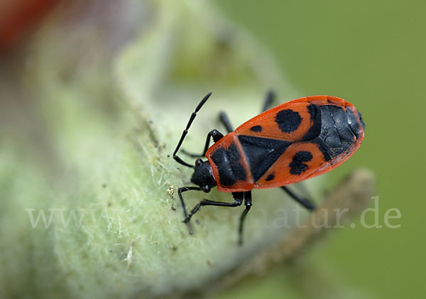 Feuerwanze (Pyrrhocoris apterus)