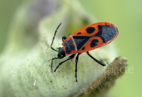 Feuerwanze (Pyrrhocoris apterus)