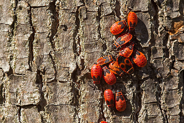 Feuerwanze (Pyrrhocoris apterus)