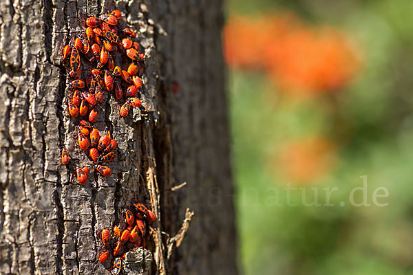 Feuerwanze (Pyrrhocoris apterus)