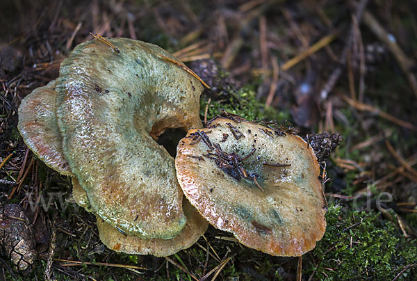 Fichtenreizker (Lactarius deterrimus)