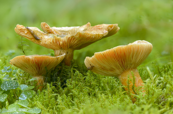 Fichtenreizker (Lactarius deterrimus)