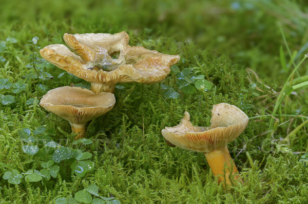 Fichtenreizker (Lactarius deterrimus)