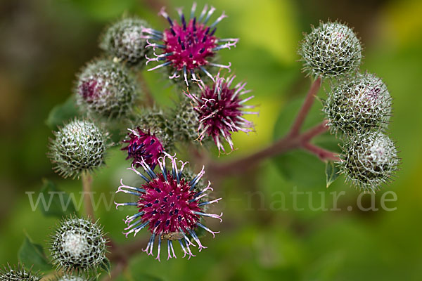 Filzige Klette (Arctium tomentosum)