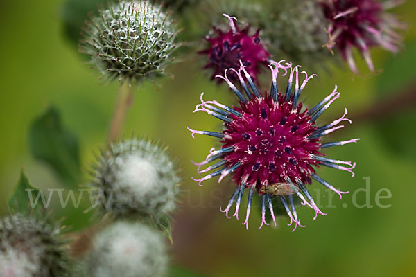 Filzige Klette (Arctium tomentosum)