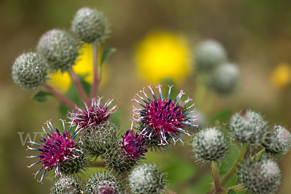 Filzige Klette (Arctium tomentosum)