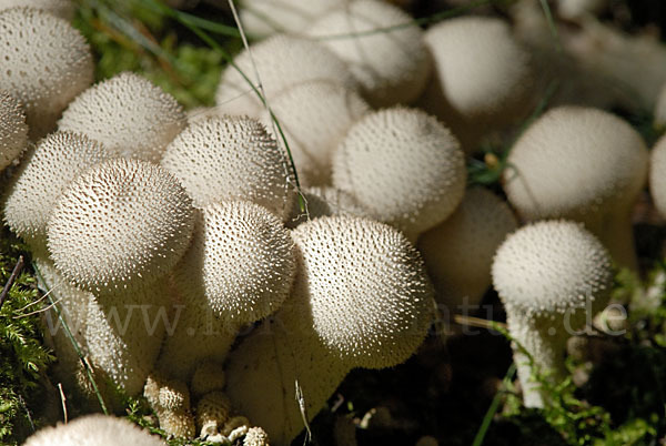 Flaschenstäubling (Lycoperdon perlatum)