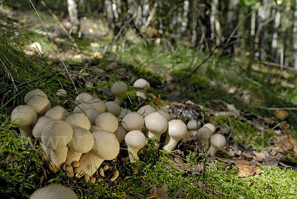 Flaschenstäubling (Lycoperdon perlatum)