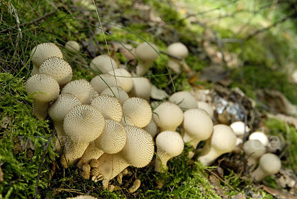 Flaschenstäubling (Lycoperdon perlatum)