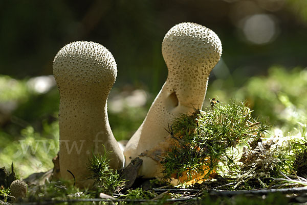 Flaschenstäubling (Lycoperdon perlatum)