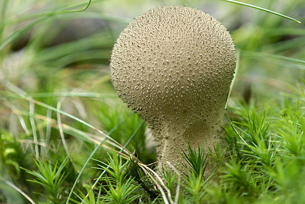 Flaschenstäubling (Lycoperdon perlatum)