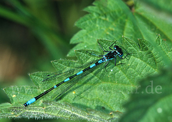 Fledermaus- Azurjungfer (Coenagrion pulchellum)