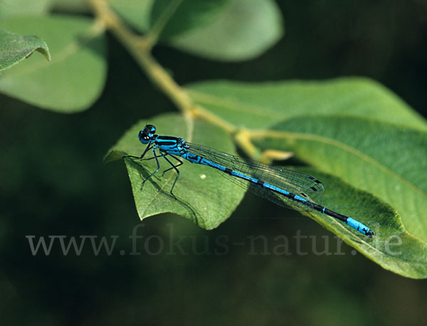 Fledermaus- Azurjungfer (Coenagrion pulchellum)