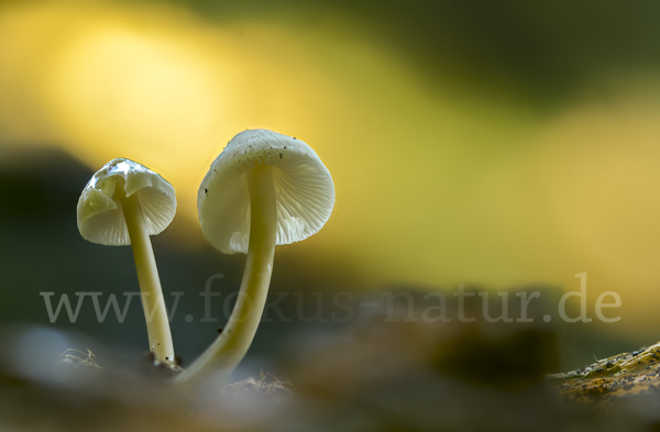 Fleischbräunlicher Helmling (Mycena metata)