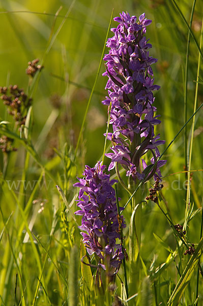 Fleischfarbenes Knabenkraut (Dactylorhiza incarnata)