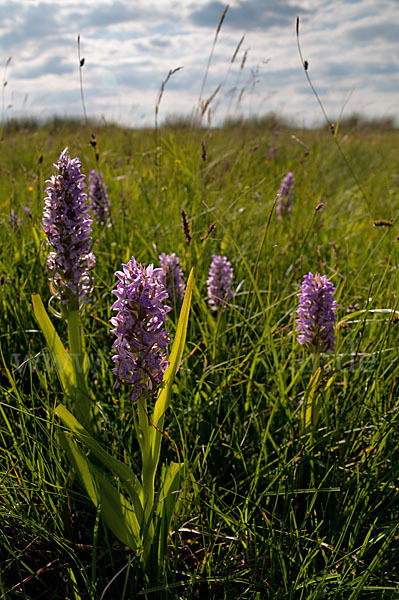 Fleischfarbenes Knabenkraut (Dactylorhiza incarnata)