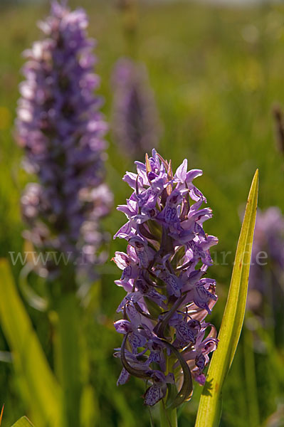 Fleischfarbenes Knabenkraut (Dactylorhiza incarnata)